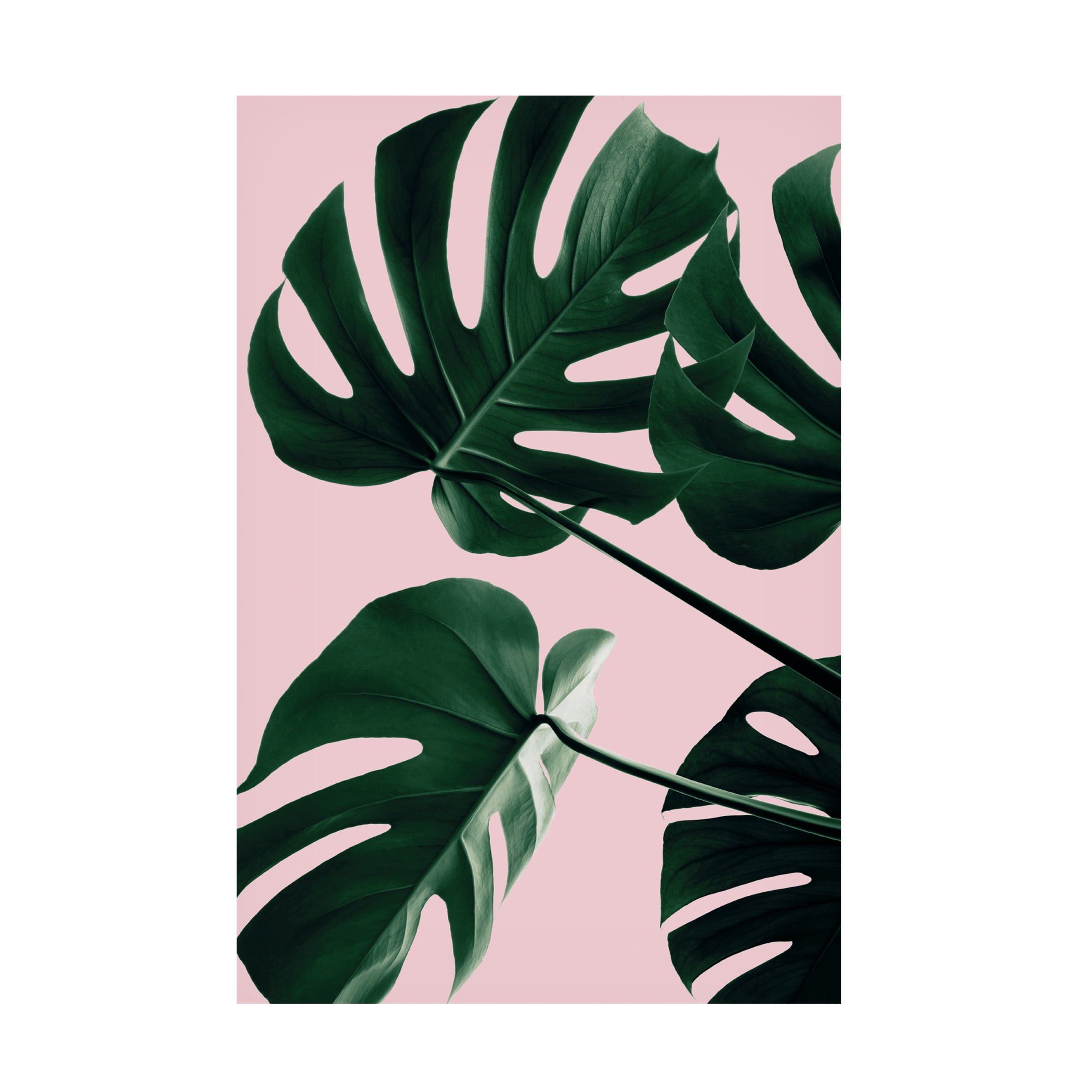 1x Studio III 'Monstera Pink No 08' Canvas Art