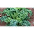 thumbnail image 1 of 2,000 Kale Seeds - Dwarf Blue Curled - Dwarf Blue Scotch - Non-GMO Heirloom Kale, 1 of 1