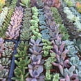 thumbnail image 1 of 2" - 20 Pack - Assorted Succulent Favors Collection - Wedding, Party Favors, Bridal Shower, Baby Shower, Arrangements, 1 of 2