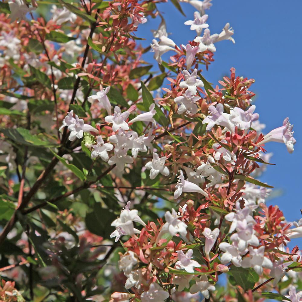 2.25 Gal. Abelia Rose Creek Flowering Shrub With White Blooms