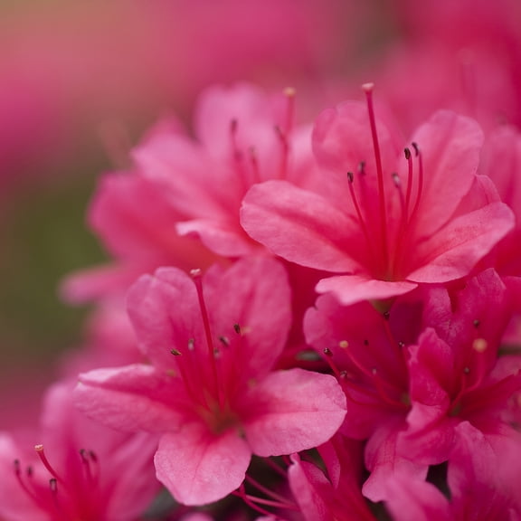 2.25 Gal. Pot, Girard Rene Pink Azalea Potted Flowering Broadleaf Evergreen Shrub, One Plant per Offer