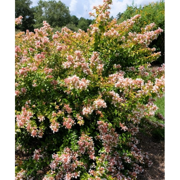 Plant with Purpose 2.25 gal Abelia Peach Perfection Live Shrub