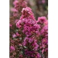 thumbnail image 1 of Bloomables 2.25 gal. Crape Myrtle Enduring Lavender Shrub with Lavender Flowers, 1 of 6