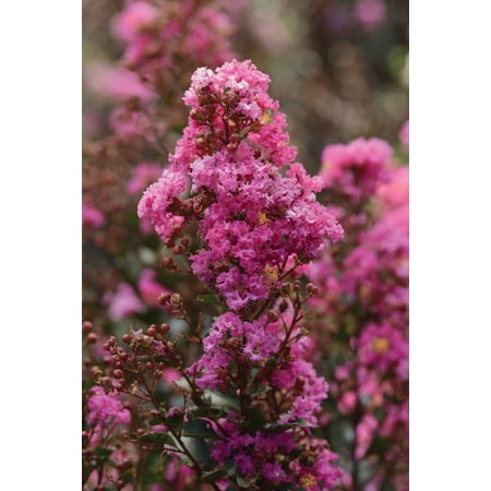 Bloomables 2.25 gal. Crape Myrtle Enduring Lavender Shrub with Lavender Flowers