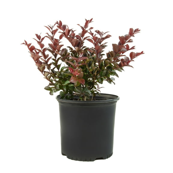 2.25 gal Photinia Dynamo Red Live Shrub with Full Sun