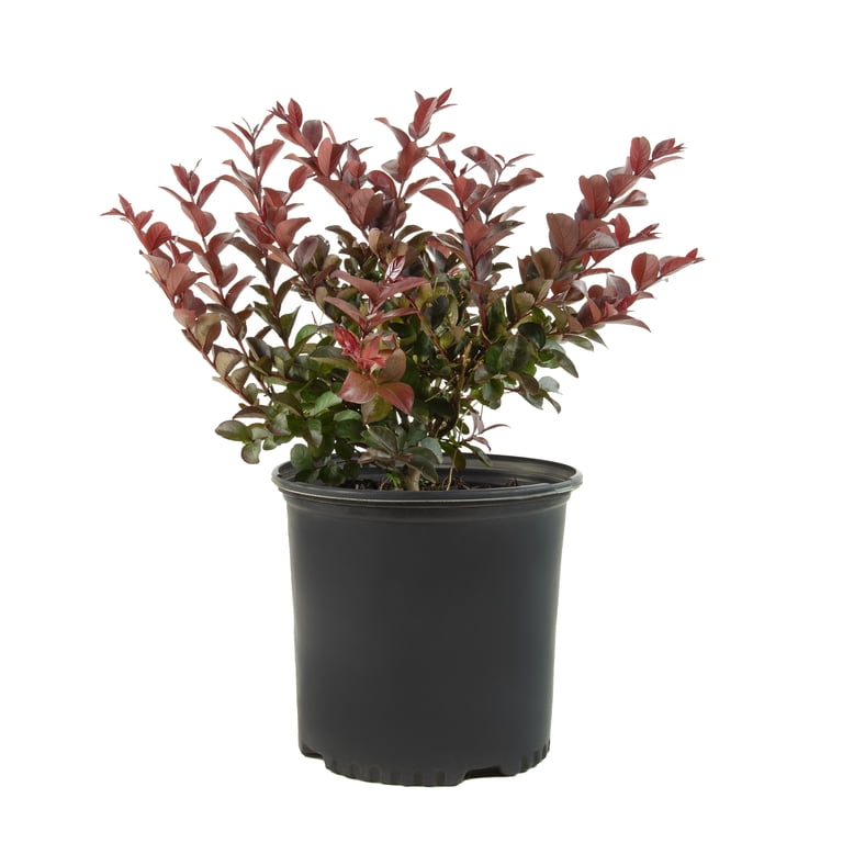 2.25 gal Photinia Dynamo Red Live Shrub with Full Sun - Walmart.com