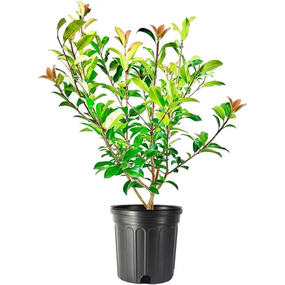 Red Tip Photinia (2.25 Gallon) Evergreen Shrub - Full Sun Live Outdoor Plant