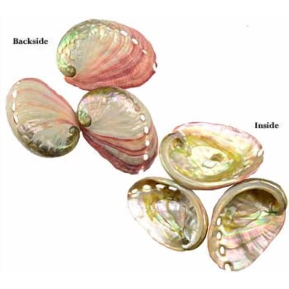 2" - 3" Abalone Shell incense burner | Trending Now