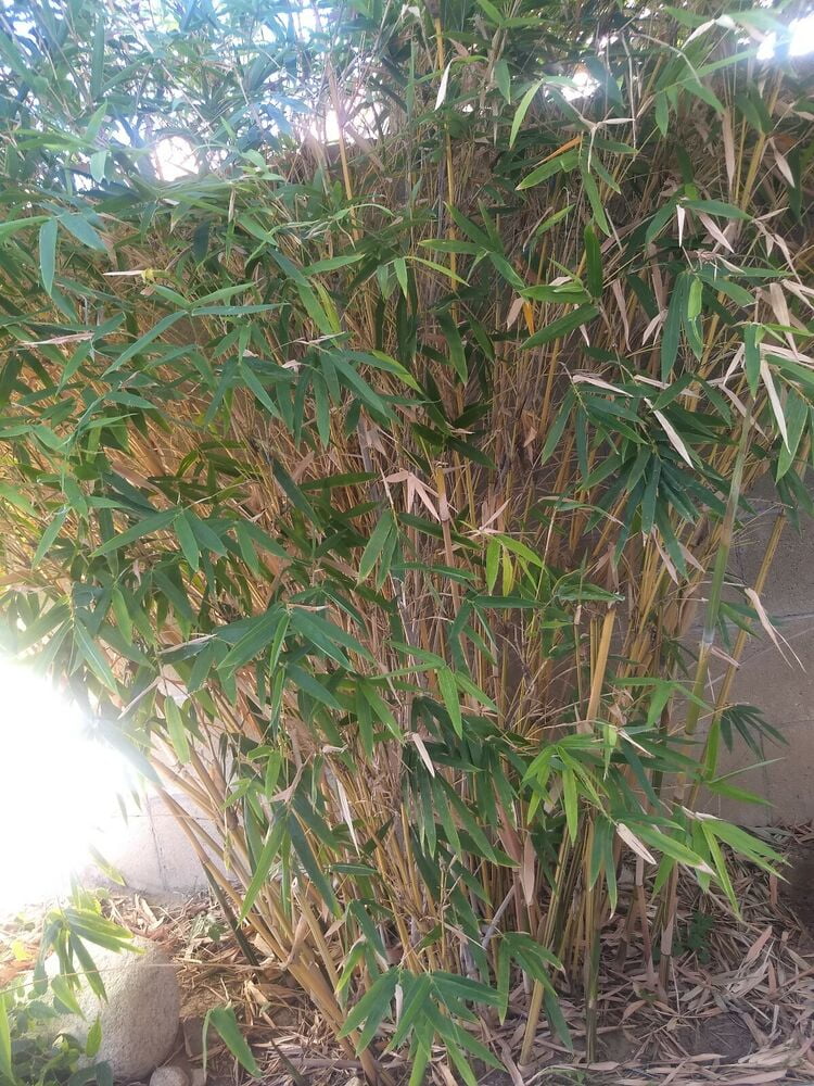23 Gallon Alphonse Karr Clumping Bamboo plant *Privacy Screen*Growing Season!