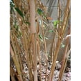 23 Gallon Alphonse Karr Clumping Bamboo plant *Privacy Screen*Growing Season!