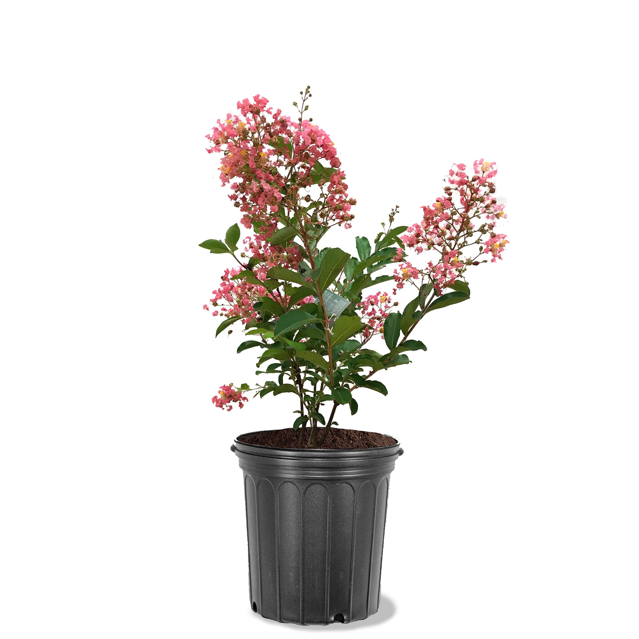 Proven Winner 18-24 in. tall Center Stage Pink Crape Myrtle Live Tree in 3-Gallon Grower Pot