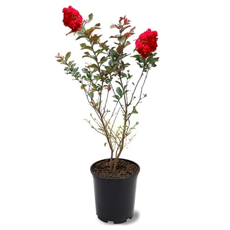 Proven Winner 1.5- 2 ft tall Center Stage Red Crape Myrtle Live Tree in 3-Gallon Grower Pot