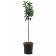 thumbnail image 1 of Expert Gardener 3-4 ft tall Anna Apple Live Tree in 7-Gallon Grower Pot, 1 of 6