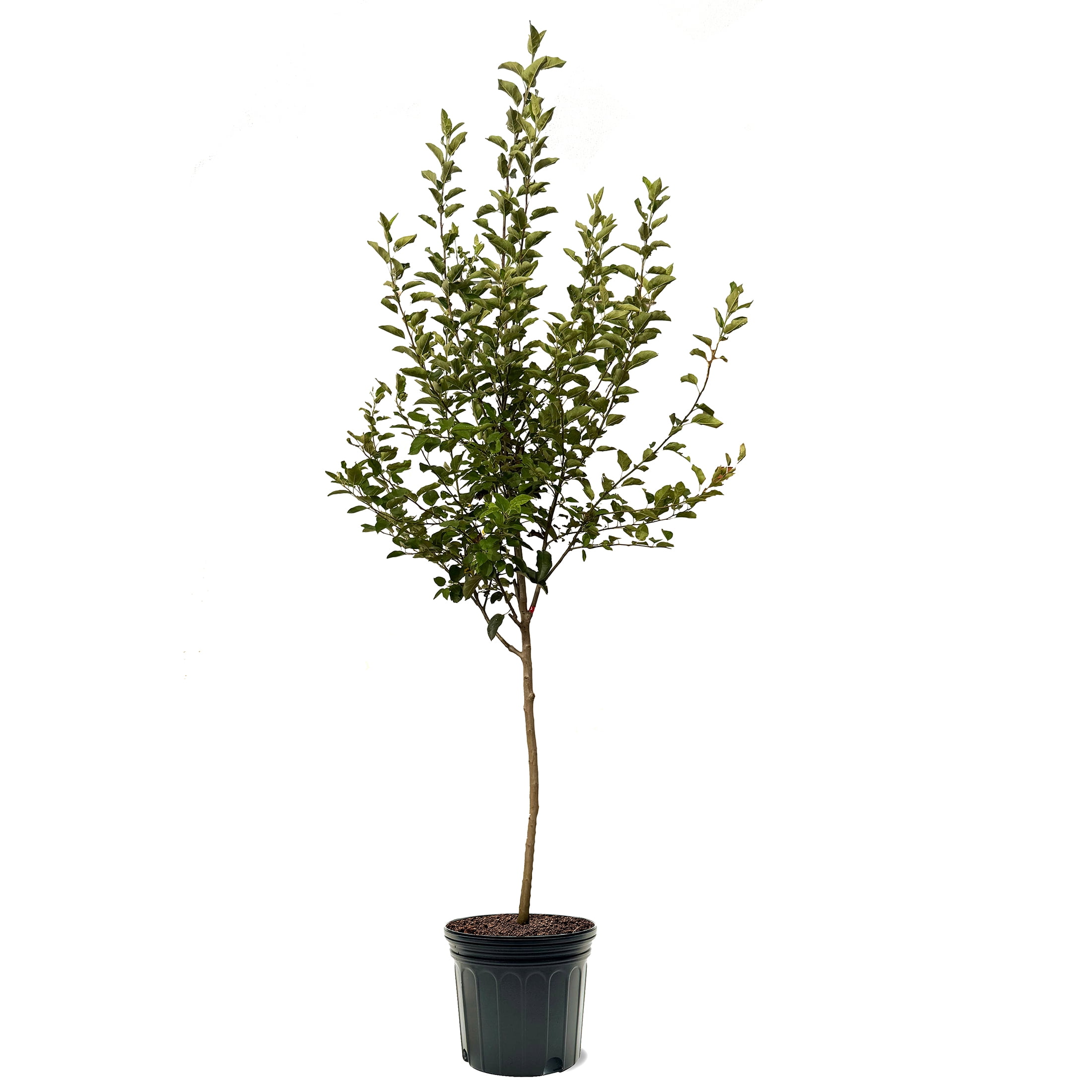 Expert Gardener 3-4 ft tall Arkansas Black Apple Live Tree in 7-Gallon Grower Pot