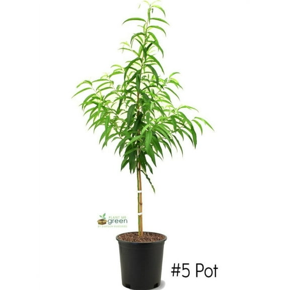 Expert Gardener 3-4 ft tall Belle of Georgia Peach Live Tree in 7-Gallon Grower Pot