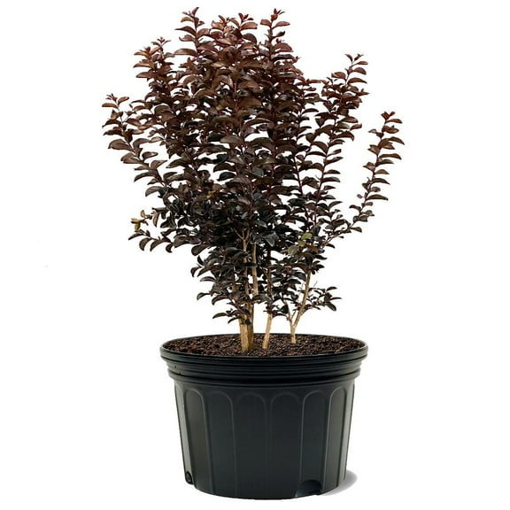 Black Diamond Blooms 3-4 ft. tall Purely Purple Crape Myrtle Live Tree in 7-Gallon Grower Pot