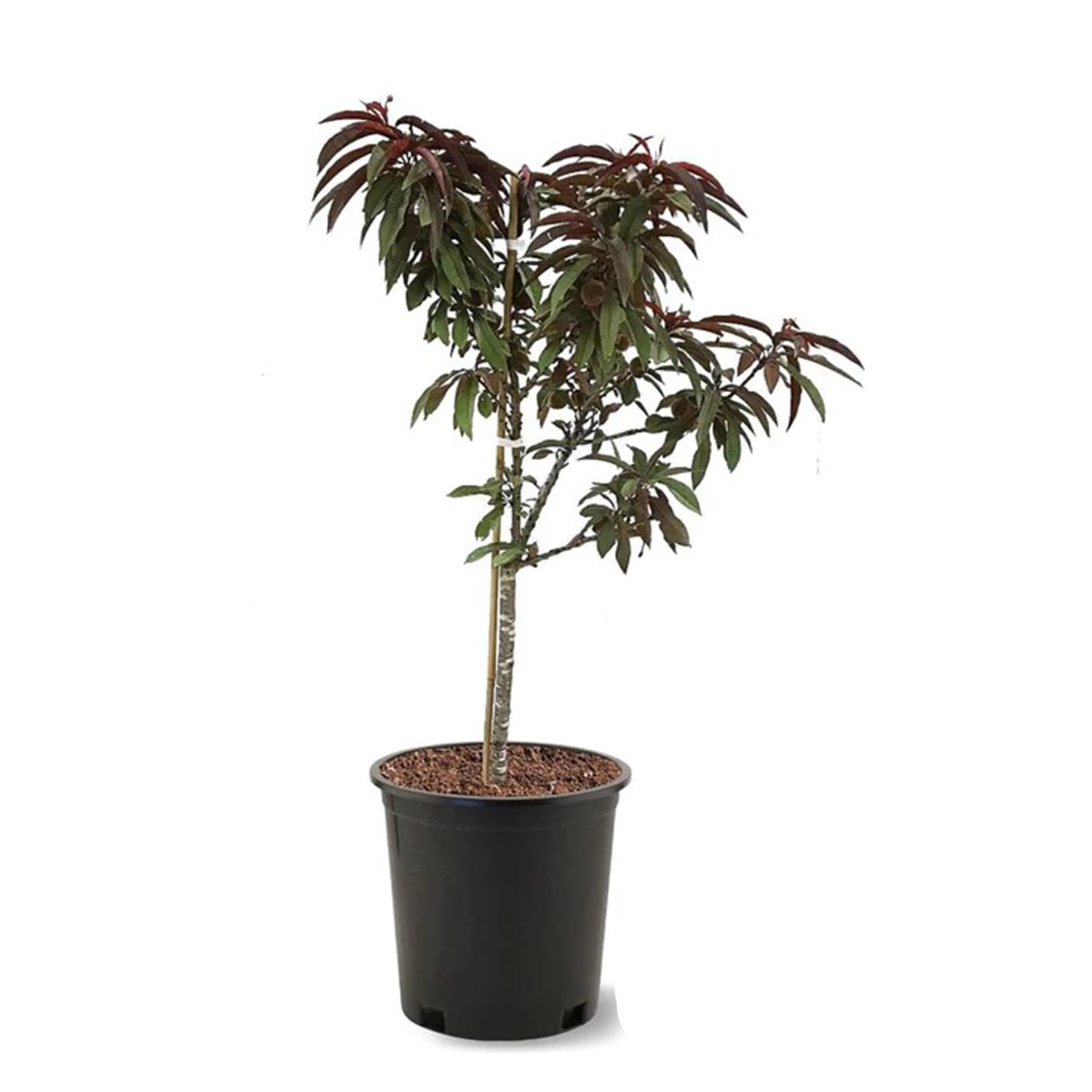 Expert Gardener Bonanza Patio Peach Live Tree, 3-4 ft Tall, 7 Gallon Grower Pot