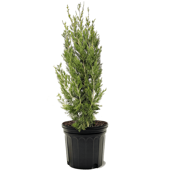 Expert Gardener 3-4 ft. tall Carolina Sapphire Cypress Live Tree in 7-Gallon Grower Pot