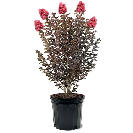 Proven Winner 3-4 ft tall Center Stage Red Crape Myrtle Live Tree in 7-Gallon Grower Pot