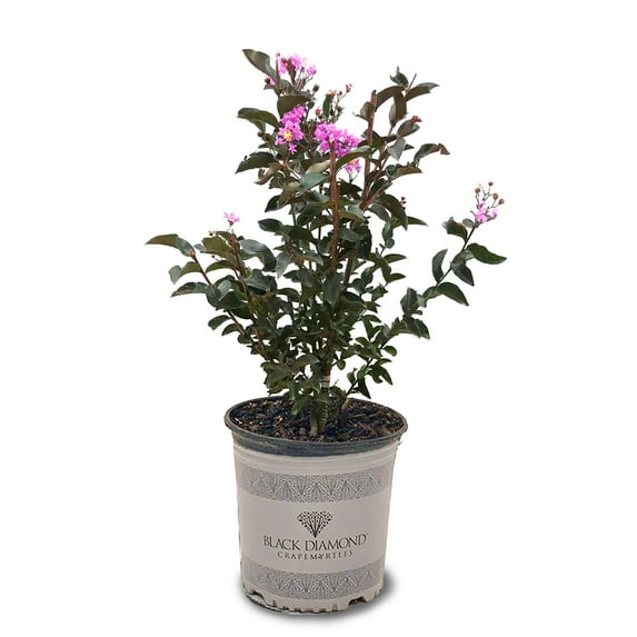 Black Diamond Blooms 3-4 ft tall Lavender Lace Crape Myrtle Live Tree in 7-Gallon Grower Pot