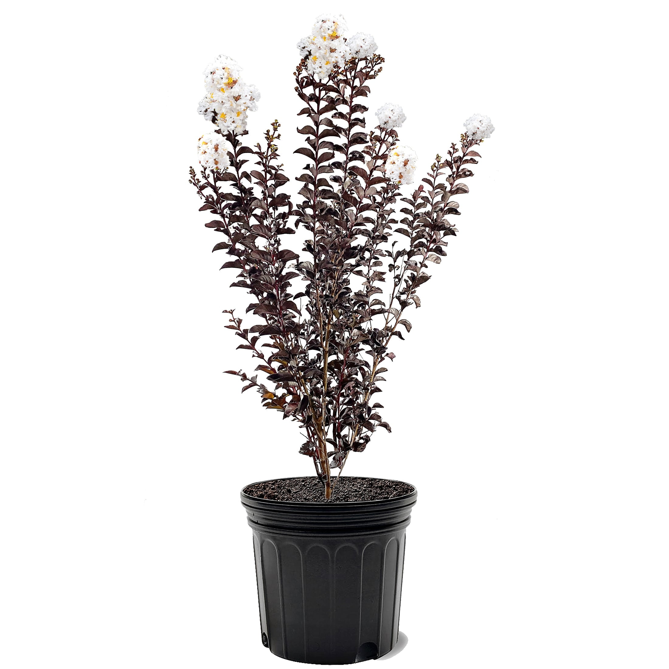 First Editions 3-4 ft tall Lunar Magic Crape Myrtle Live Tree in 7-Gallon Grower Pot