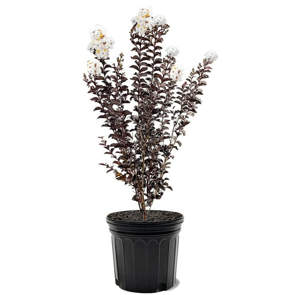 First Editions 3-4 ft tall Lunar Magic Crape Myrtle Live Tree in 7-Gallon Grower Pot