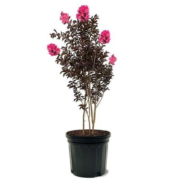 First Editions 3-4 ft tall Twilight Magic Crape Myrtle Live Tree in 7-Gallon Grower Pot