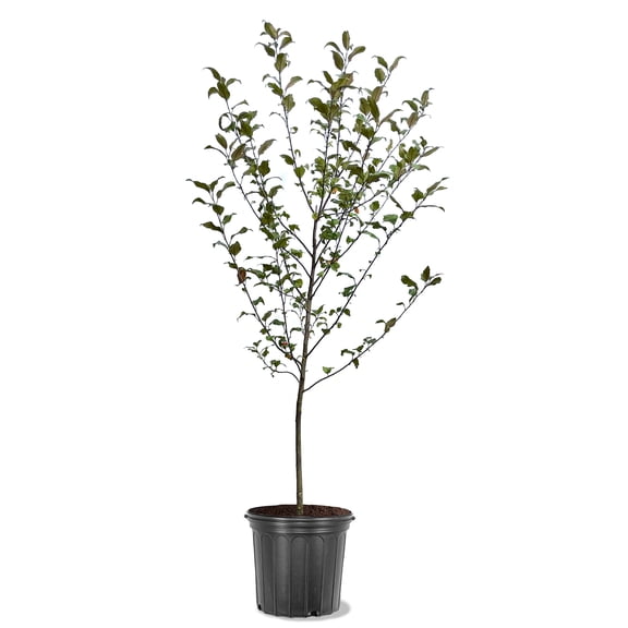 Expert Gardener 3-4 ft. tall Floribunda Crabapple Live Tree in 7-Gallon Grower Pot