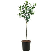 Expert Gardener 3-4 ft. tall Fuji Apple Live Tree in 7-Gallon Grower Pot