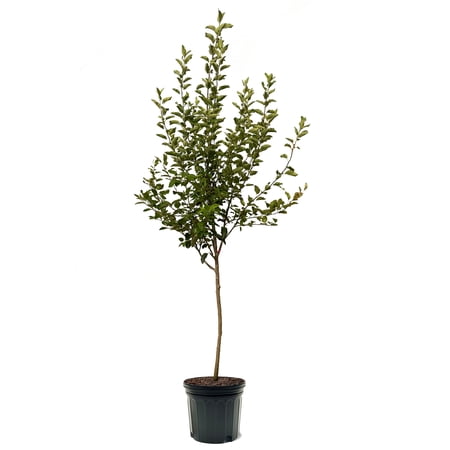 Expert Gardener 3-4 ft tall Honey Crisp Apple Live Tree in 7-Gallon Grower Pot