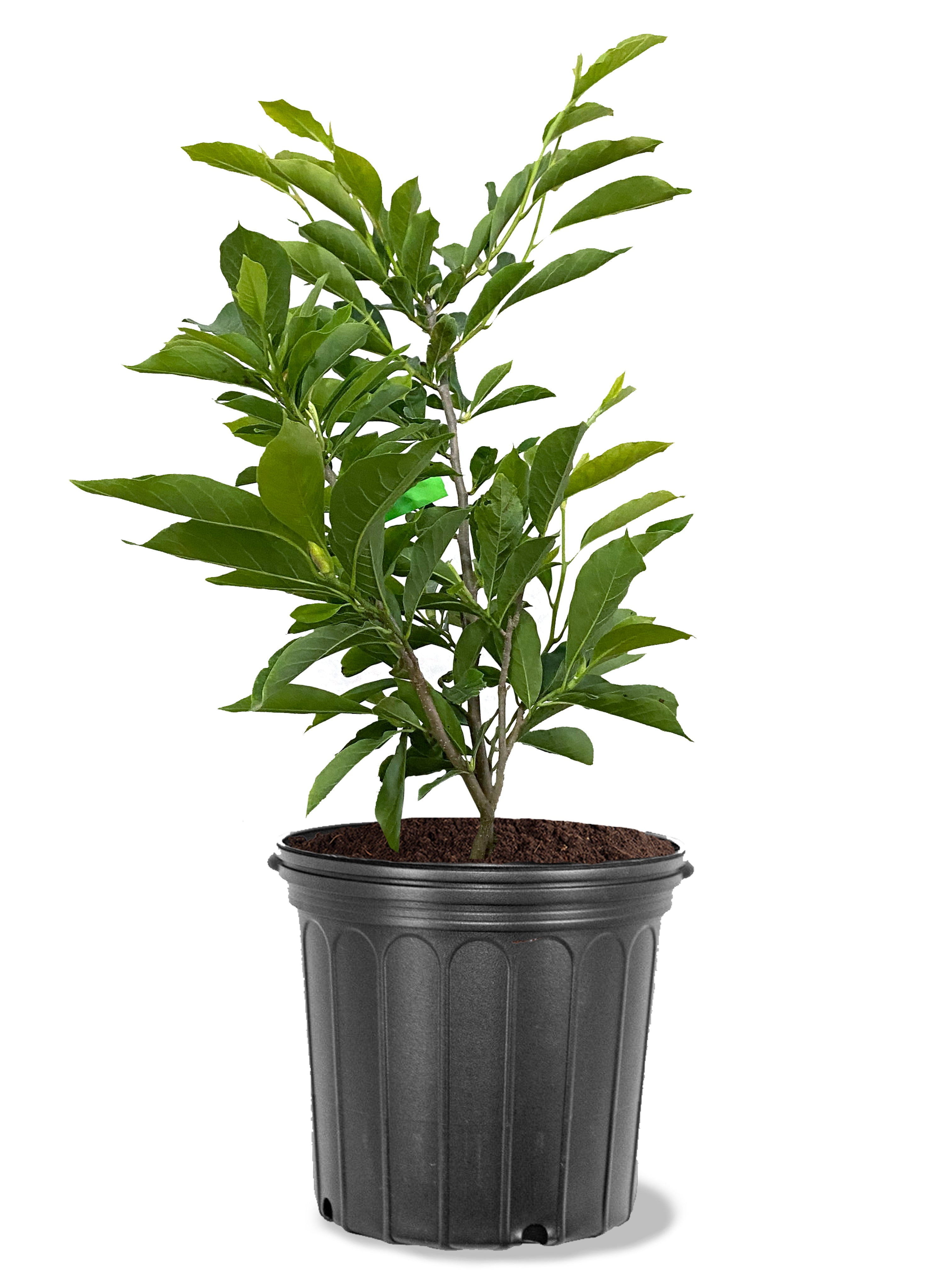 Expert Gardener 3-4 ft tall Jane Japanese Magnolia Live Tree in 7