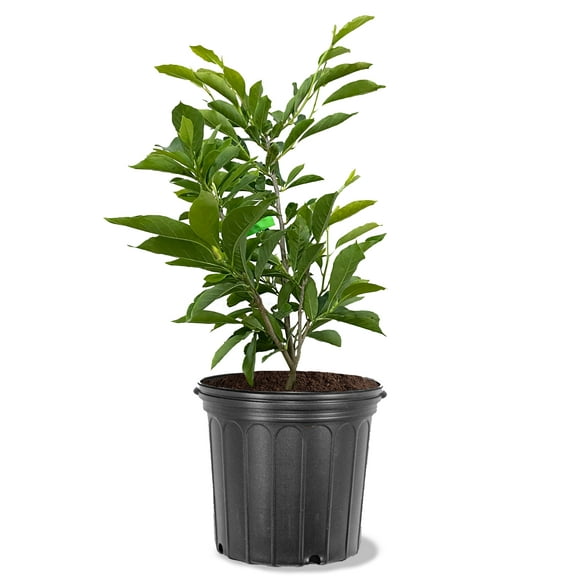 Expert Gardener 3-4 ft. tall Jane Japanese Magnolia Live Tree in 7-Gallon Grower Pot