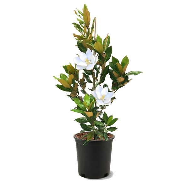 Expert Gardener 3-4 ft. tall Kay Paris Southern Magnolia Live Tree in 7-Gallon Grower Pot