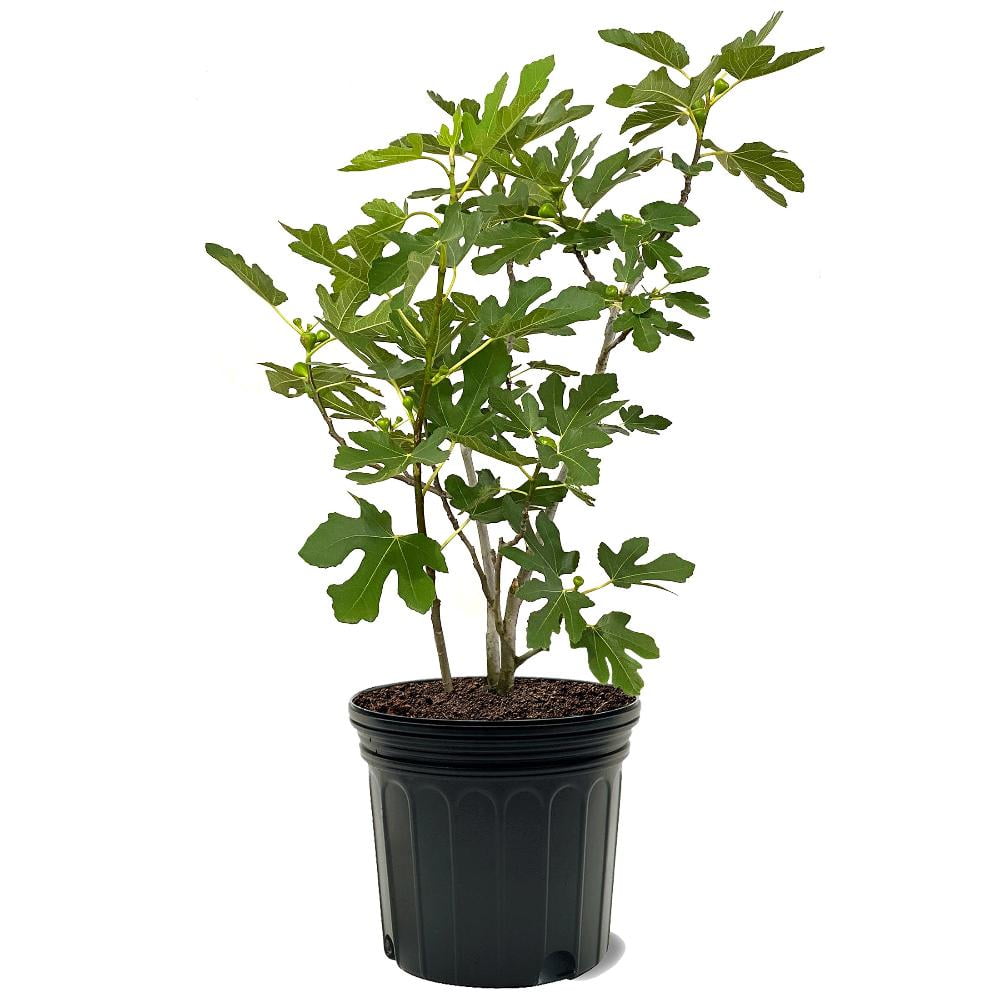 Expert Gardener 3-4 ft. tall LSU Purple Fig Live Tree in 7-Gallon Grower Pot