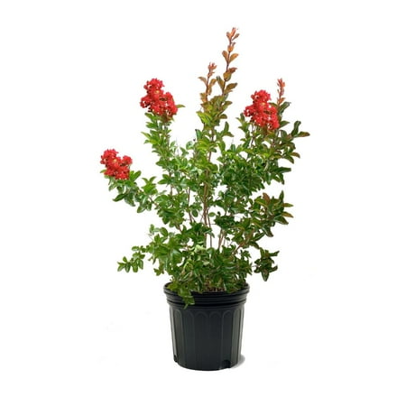Southern Living 3-4 ft tall Miss Frances Crape Myrtle Live Tree in 7-Gallon Grower Pot