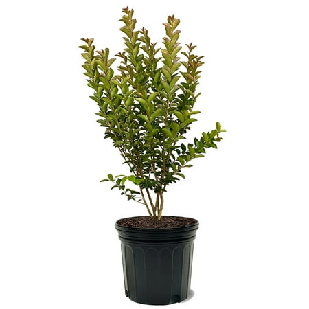 Southern Living 3-4 ft tall Miss Sandra Crape Myrtle Live Tree in 7-Gallon Grower Pot