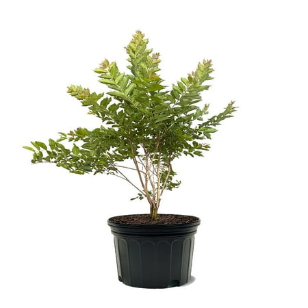 Expert Gardener 3-4 ft tall Natchez Crape Myrtle Live Tree in 7-Gallon Grower Pot