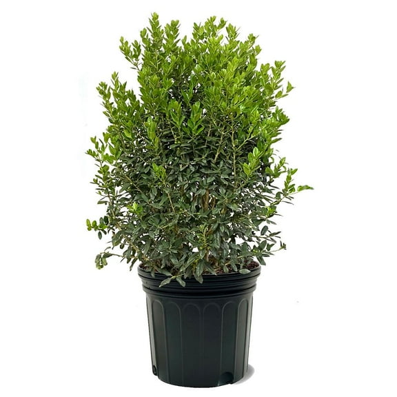 Expert Gardener 3-4 ft. tall Needle Point Holly Live Tree in 7-Gallon Grower Pot