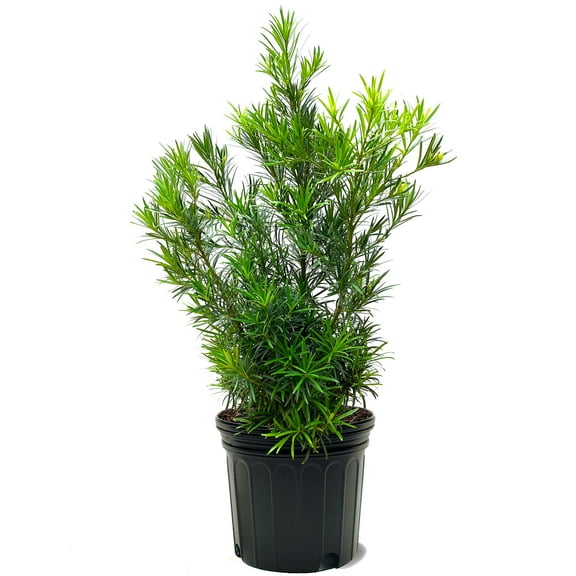 Expert Gardener 3-4 ft. tall Podocarpus Macrophyllus Yew Pine Live Tree in 7-Gallon Grower Pot