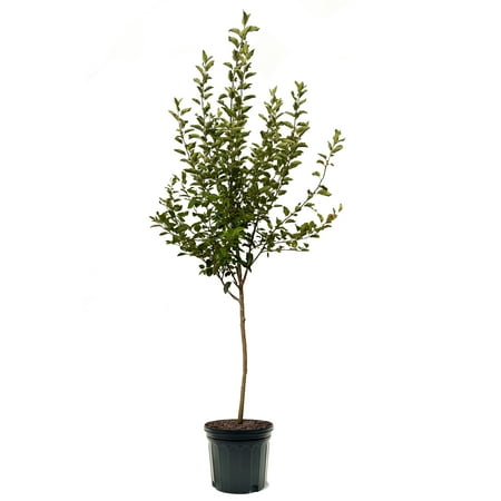 Expert Gardener 3-4 ft tall Red Delicious Apple Live Tree in 7-Gallon Grower Pot