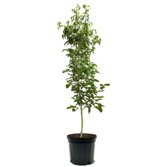 Expert Gardener 2-3 ft tall Super Princess Dogwood Live Tree in 5-Gallon Grower Pot