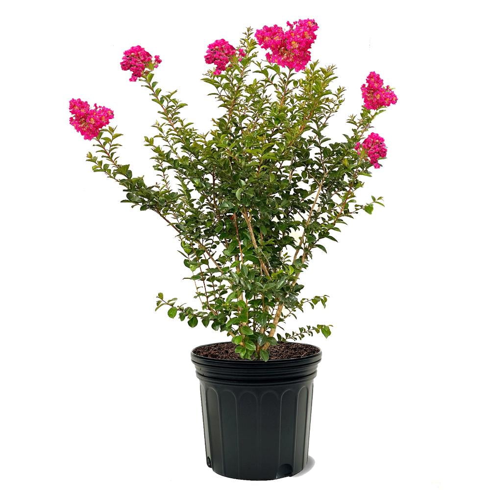 Expert Gardener 3-4 ft tall Tonto Crape Myrtle Live Tree in 7-Gallon Grower Pot
