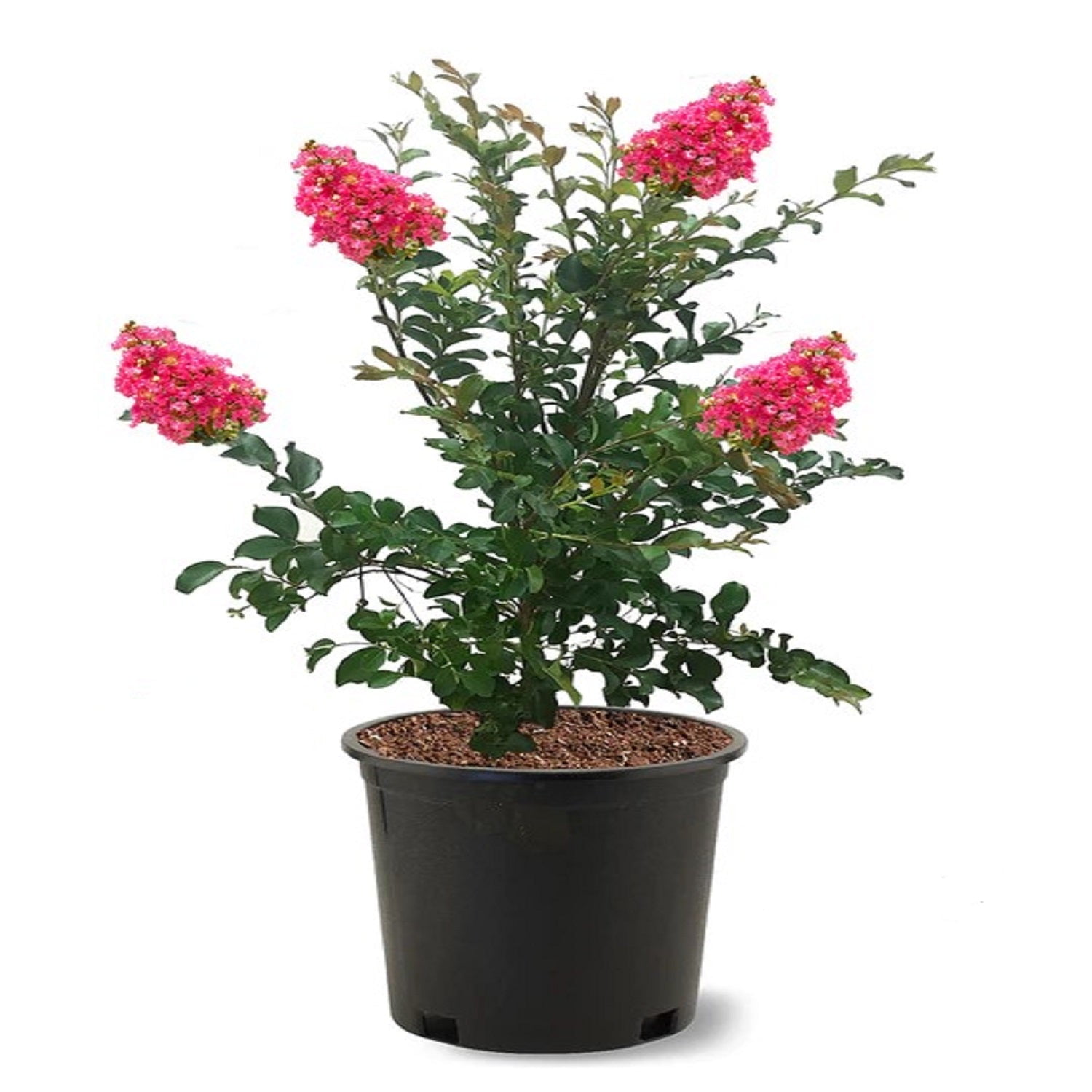 Expert Gardener 3-4 ft tall Tuscarora Crape Myrtle Live Tree in 7-Gallon Grower Pot
