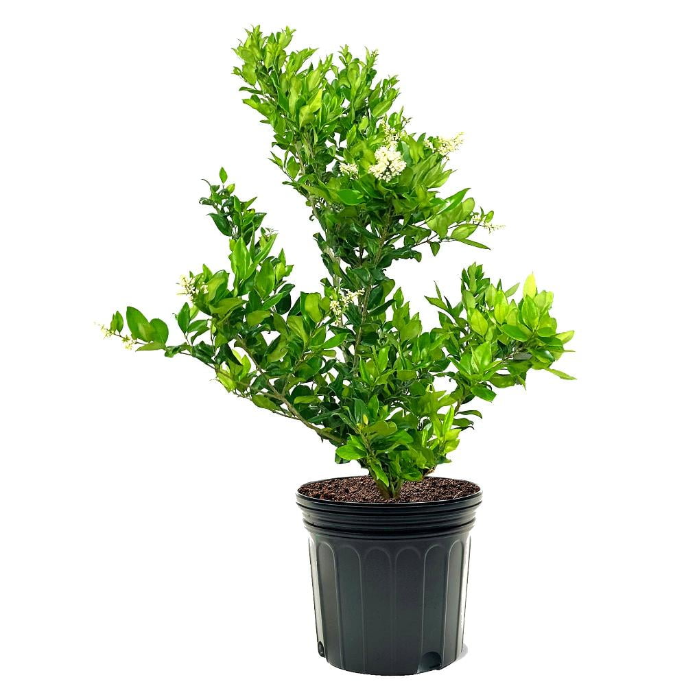 Expert Gardener Waxleaf Ligustrum Live Shrub, 3-4 ft Tall, 7-Gallon Grower Pot