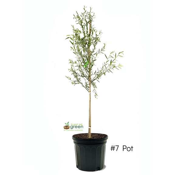 Expert Gardener 3-4 ft tall Weeping Willow Live Tree in 7-Gallon Grower Pot