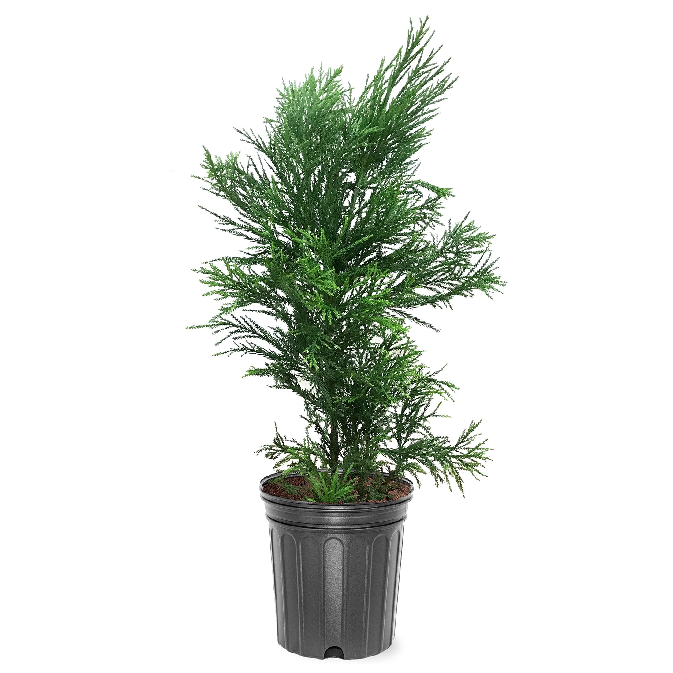 Expert Gardener 3-4 ft tall Yoshino Cryptomeria Live Tree in 7-Gallon Grower Pot