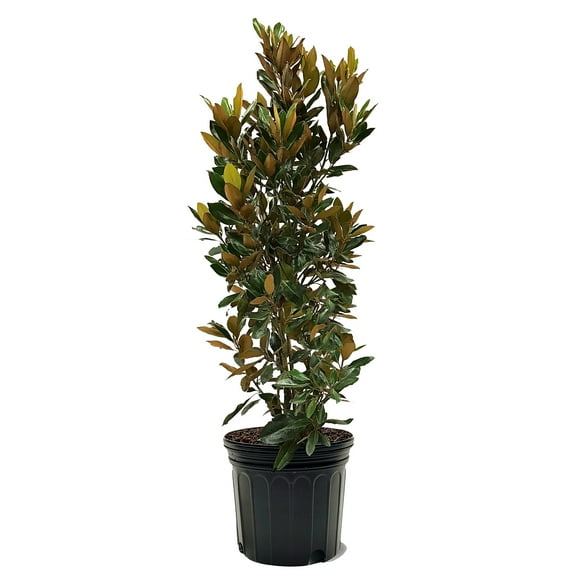 Expert Gardener 3-4 ft tall Little Gem Southern Magnolia Live Tree in 7-Gallon Grower Pot