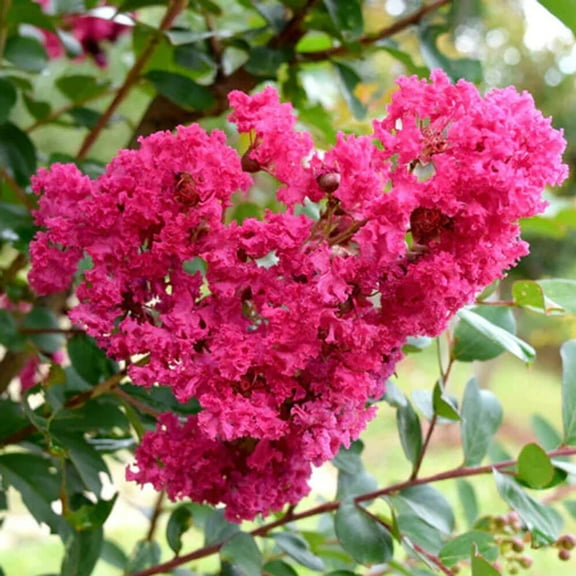 Expert Gardener 2.5 Gal. Miami Crape Myrtle Tree with Pink Blooms and Green Foliage