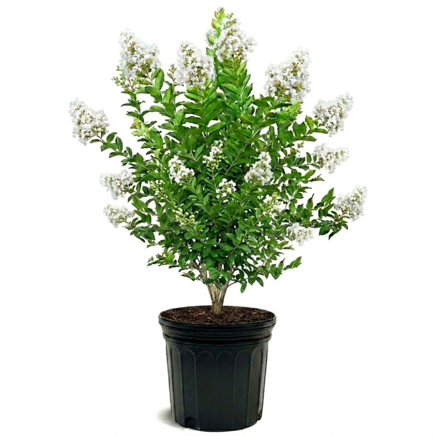 Expert Gardener 2.5 Gallon - Natchez Crape Myrtle Tree with White Blooms and Green Foliage