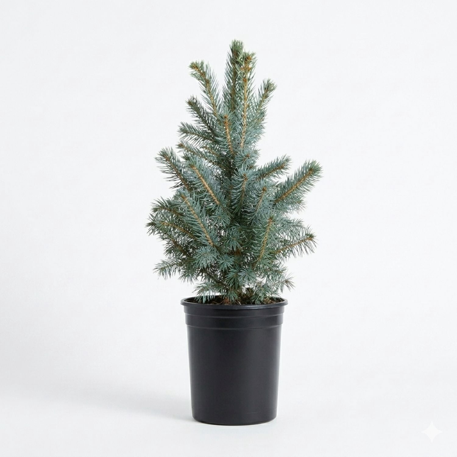 2.5 Qt Baby Blue Colorado Spruce - Live Small Evergreen Tree/Shrub
